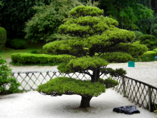 Niwaki (庭木)