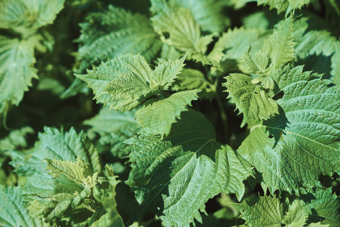 Niwaki Green Shiso Seeds