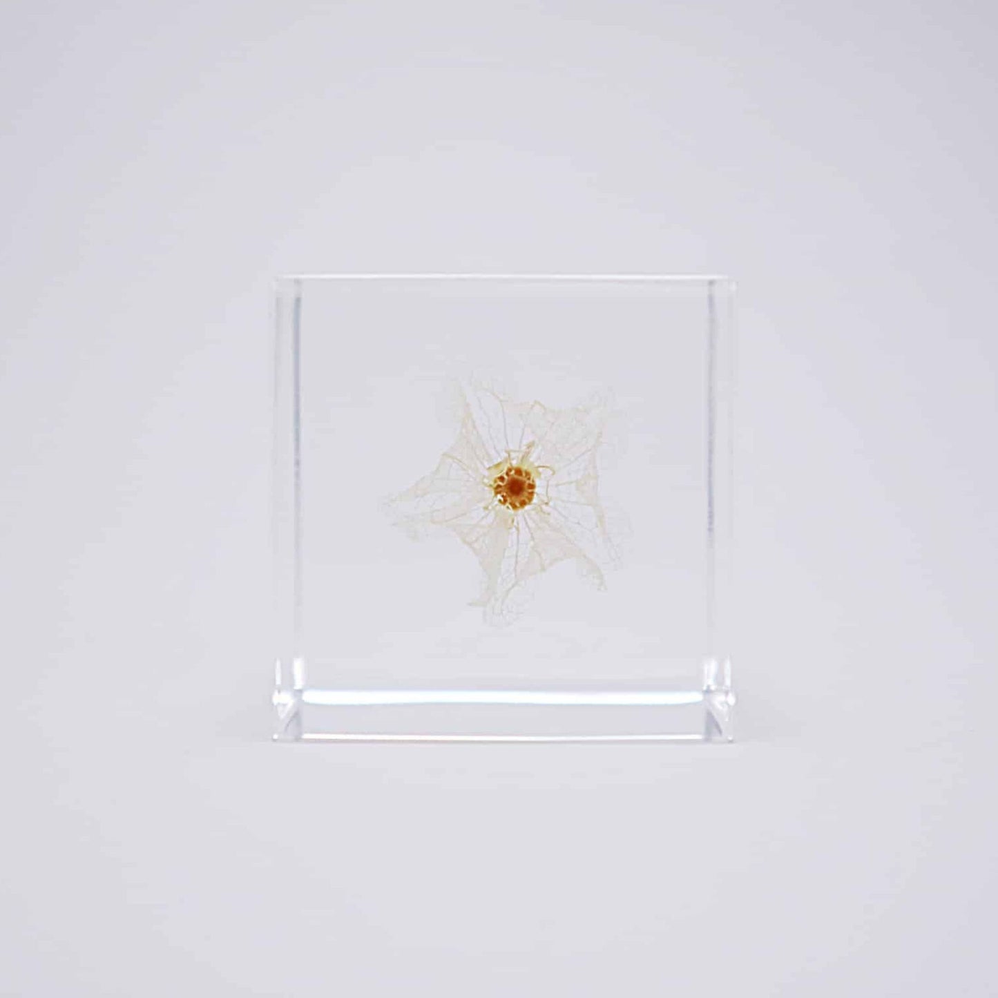 Sola Cube | Apple of Peru | Made in Kyoto