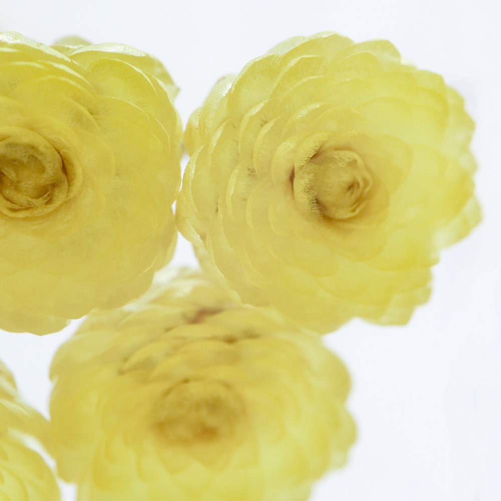 Sola Cube | Immortelle | Made in Kyoto