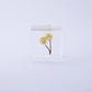 Sola Cube | Immortelle | Made in Kyoto