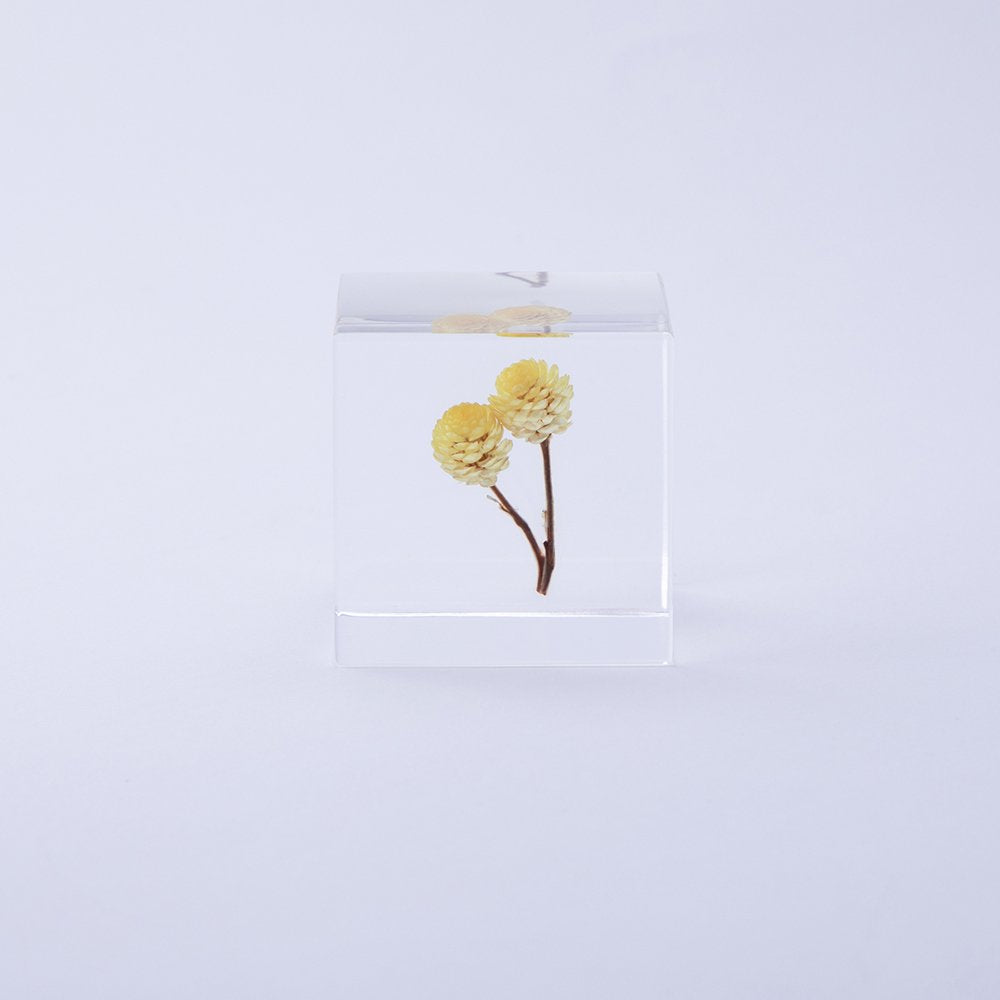 Sola Cube | Immortelle | Made in Kyoto