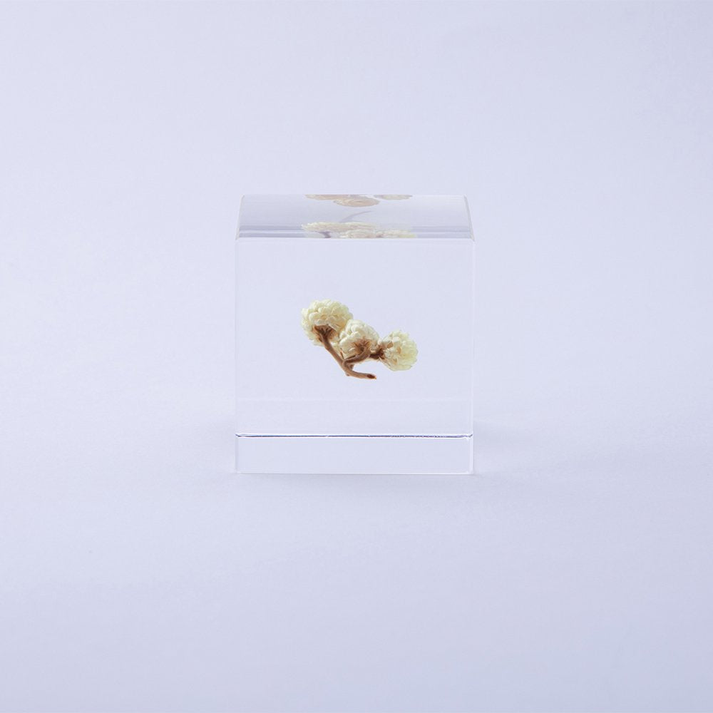 Sola Cube | Immortelle | Made in Kyoto