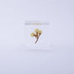 Sola Cube | Immortelle | Made in Kyoto