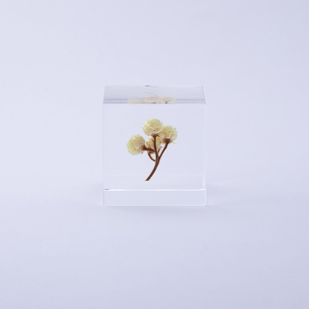 Sola Cube | Immortelle | Made in Kyoto