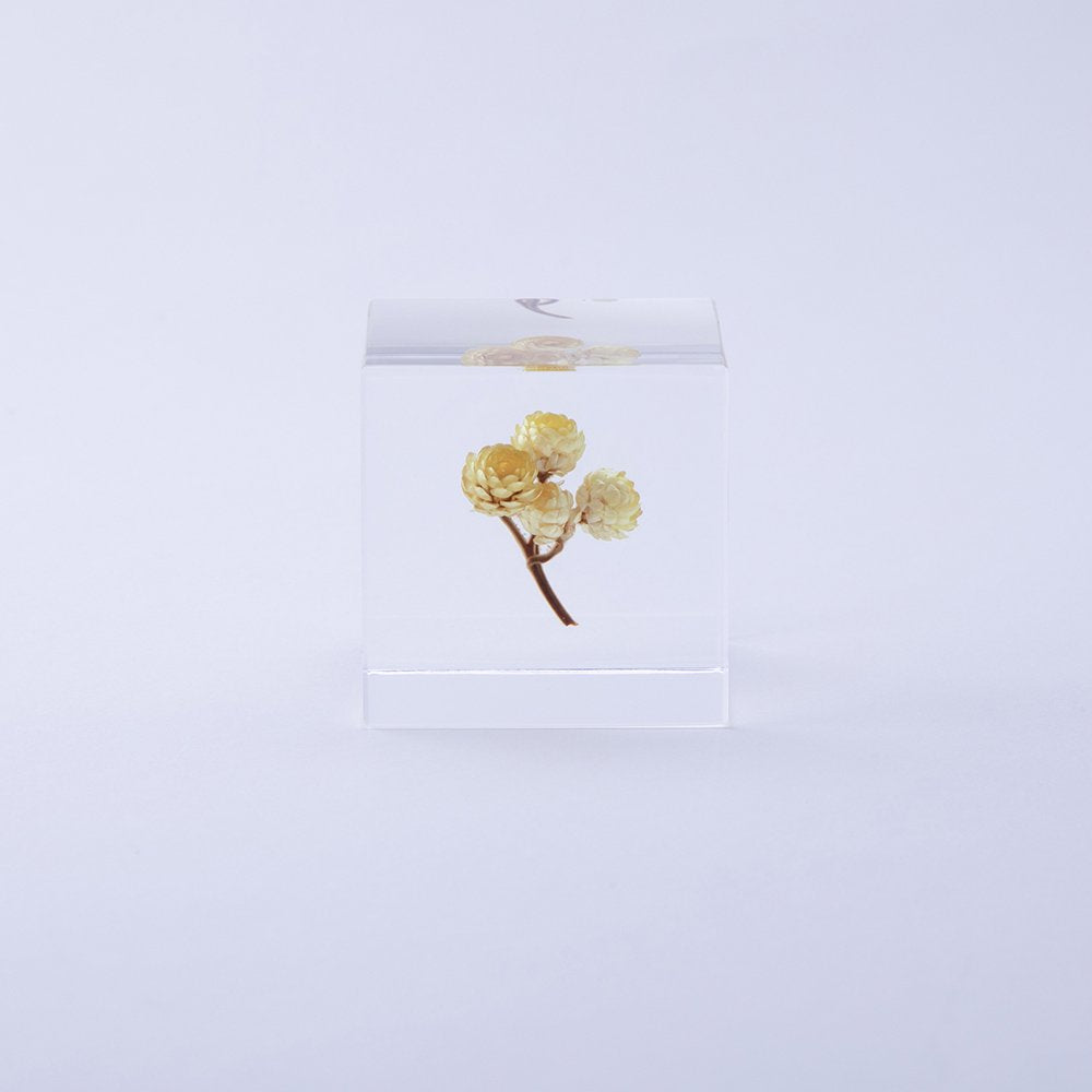 Sola Cube | Immortelle | Made in Kyoto