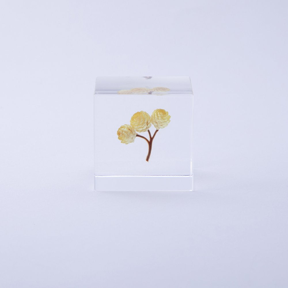 Sola Cube | Immortelle | Made in Kyoto
