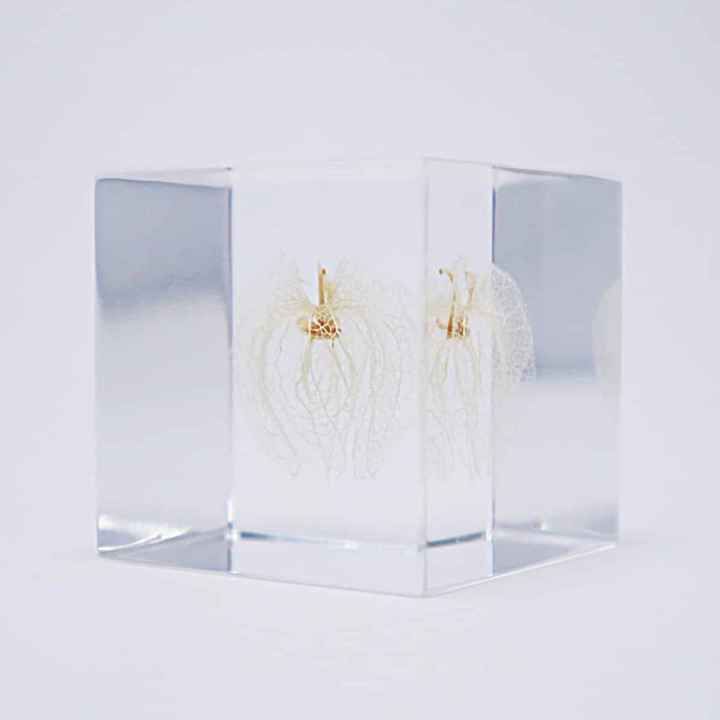 Sola Cube | Apple of Peru | Made in Kyoto