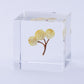 Sola Cube | Immortelle | Made in Kyoto