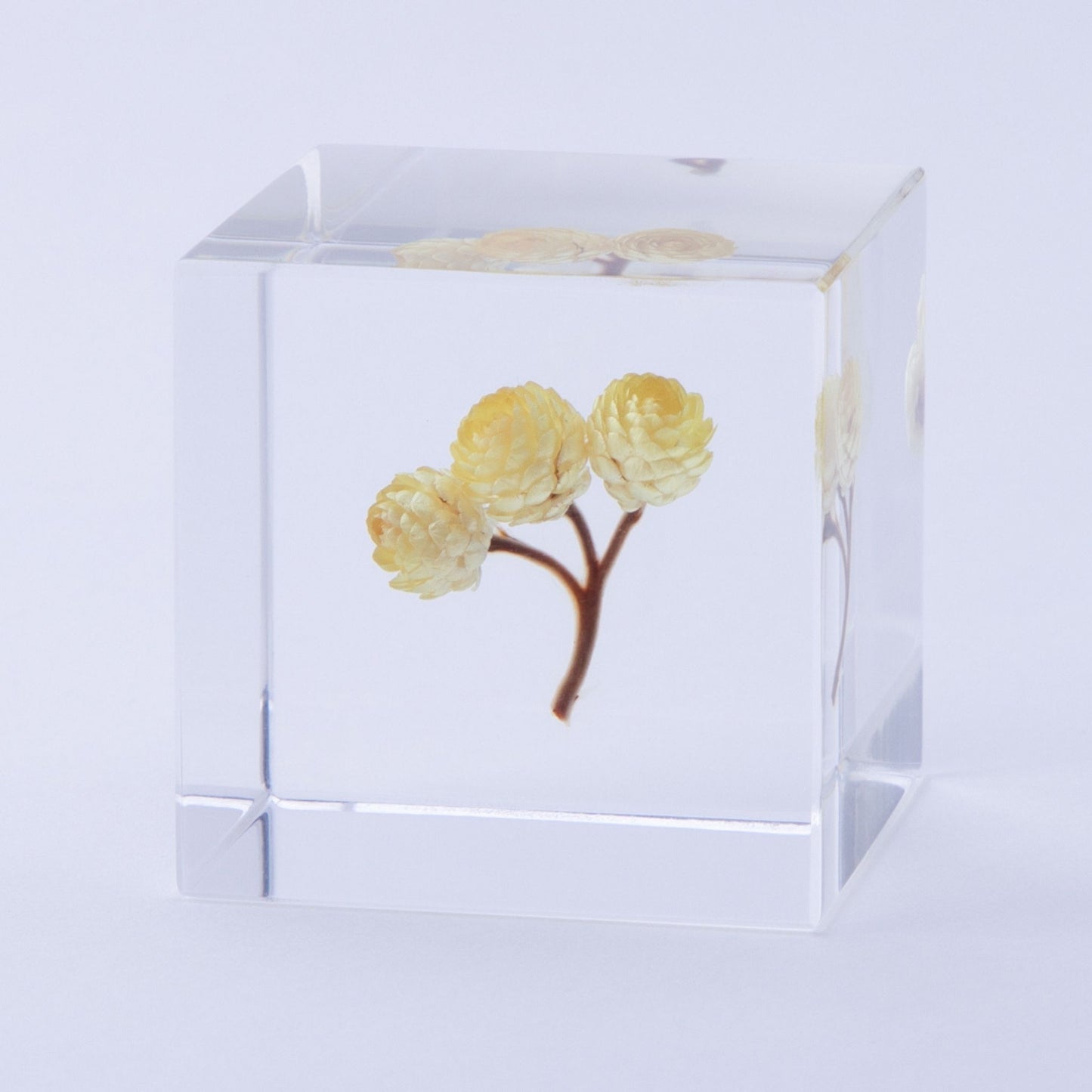 Sola Cube | Immortelle | Made in Kyoto
