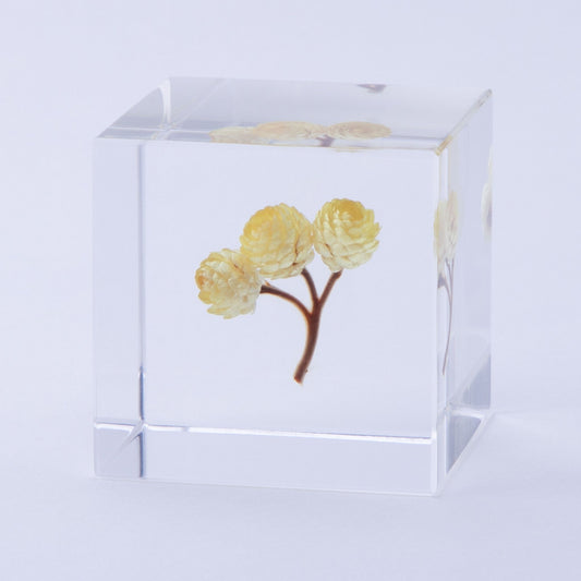 Sola Cube | Immortelle | Made in Kyoto