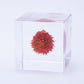 Sola Cube | Globe Amaranth | Made in Kyoto