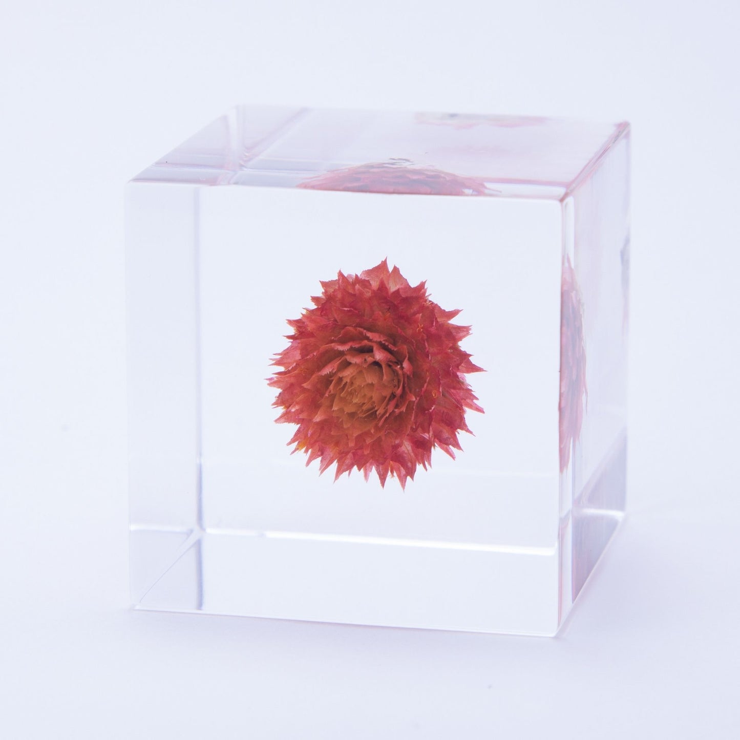 Sola Cube | Globe Amaranth | Made in Kyoto