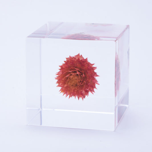 Sola Cube | Globe Amaranth | Made in Kyoto