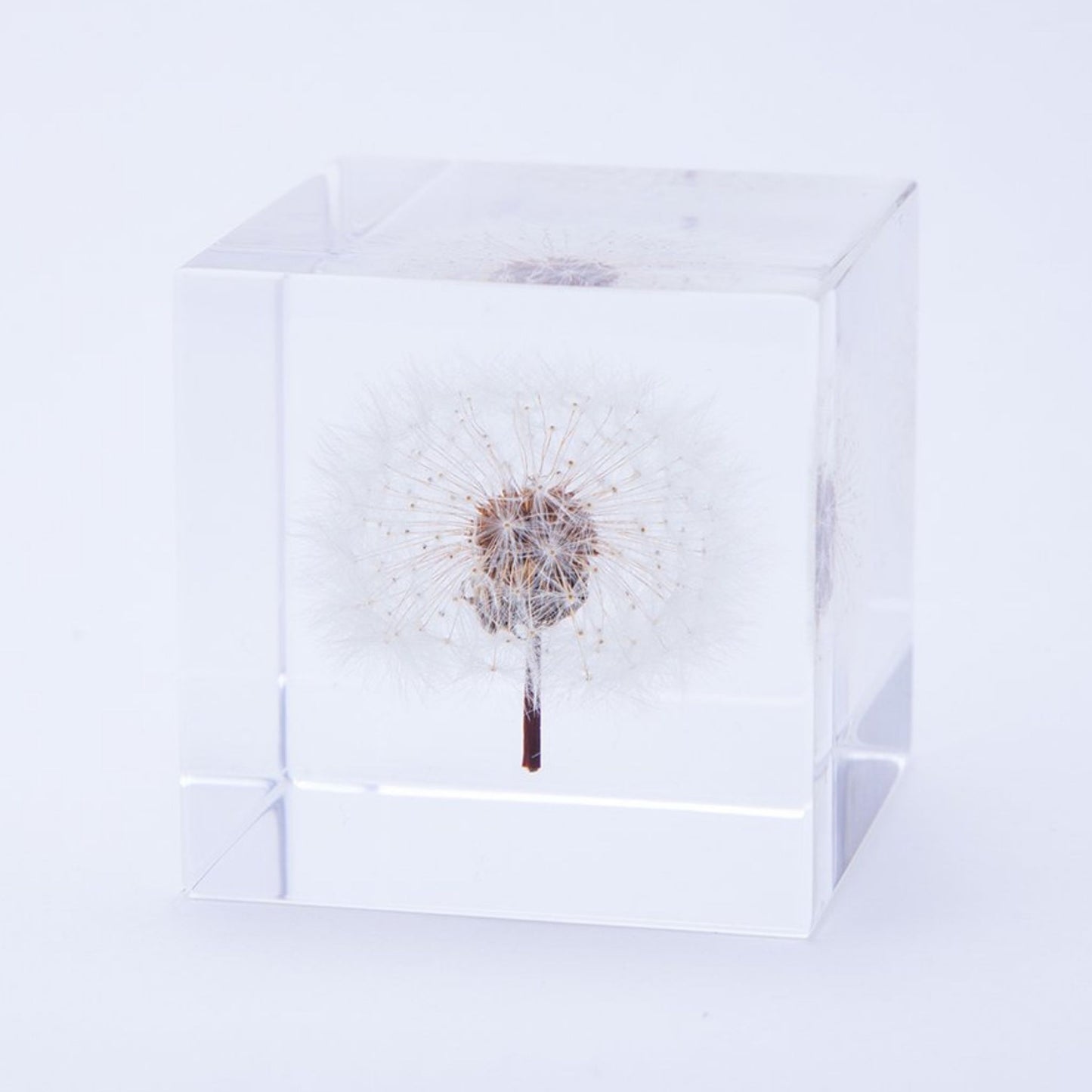 Sola Cube | Dandelion | Made in Kyoto