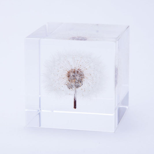 Sola Cube | Dandelion | Made in Kyoto
