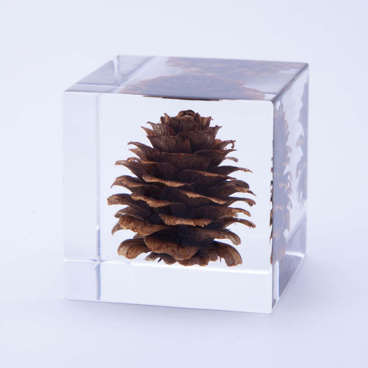 Sola Cube | Karamatsu Larch | Made in Kyoto