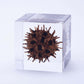 Sola Cube | Sweetgum | Made in Kyoto