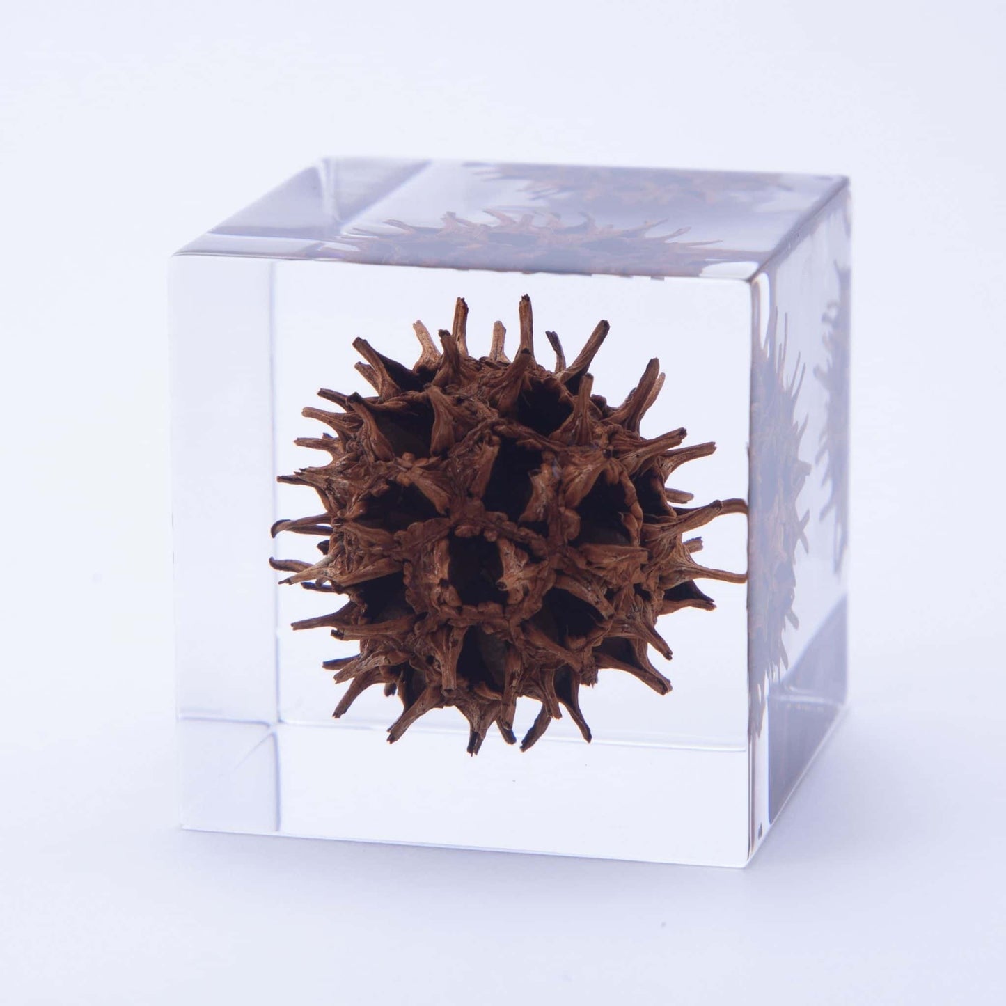 Sola Cube | Sweetgum | Made in Kyoto