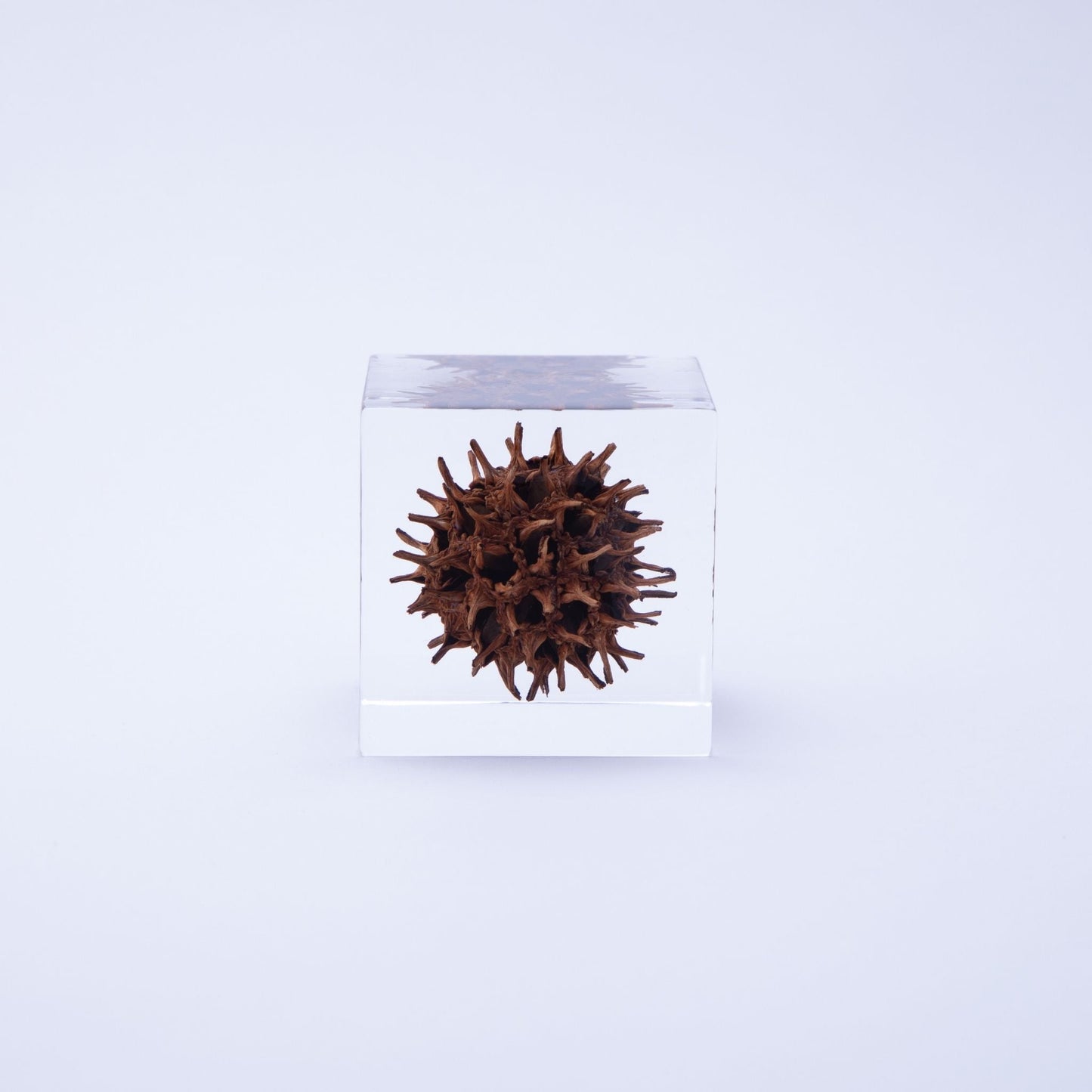 Sola Cube | Sweetgum | Made in Kyoto