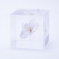 Sola Cube | Cherry Blossom Somei Yoshino | Made in Kyoto