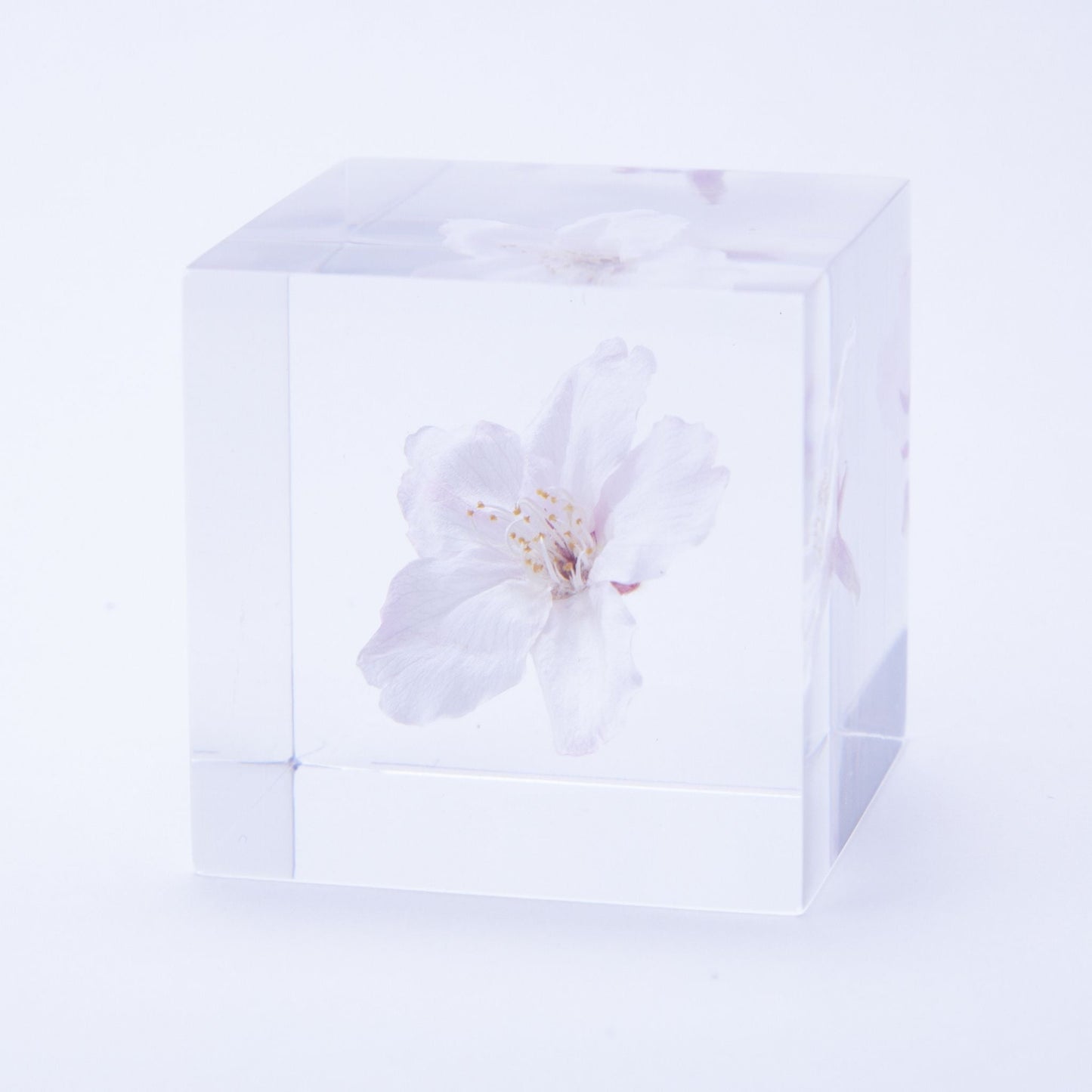 Sola Cube | Cherry Blossom Somei Yoshino | Made in Kyoto