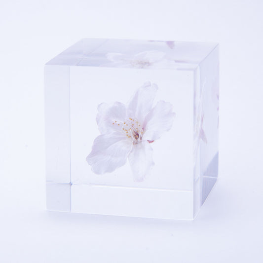 Sola Cube | Cherry Blossom Somei Yoshino | Made in Kyoto
