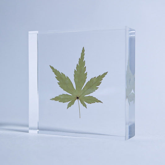 Sola Tile | Japanese Maple | Made in Kyoto