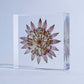 Sola Tile | Astrantia | Made in Kyoto