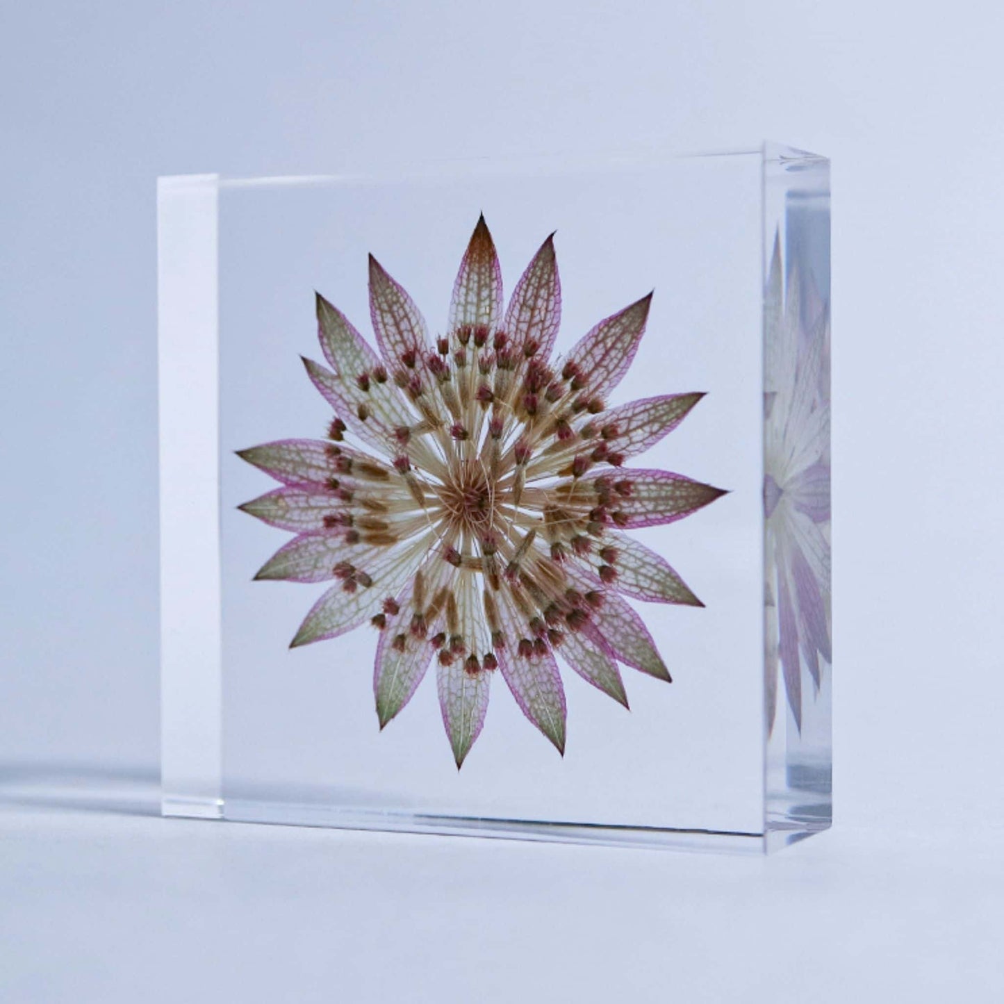 Sola Tile | Astrantia | Made in Kyoto