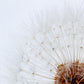Sola Cube | Dandelion | Made in Kyoto