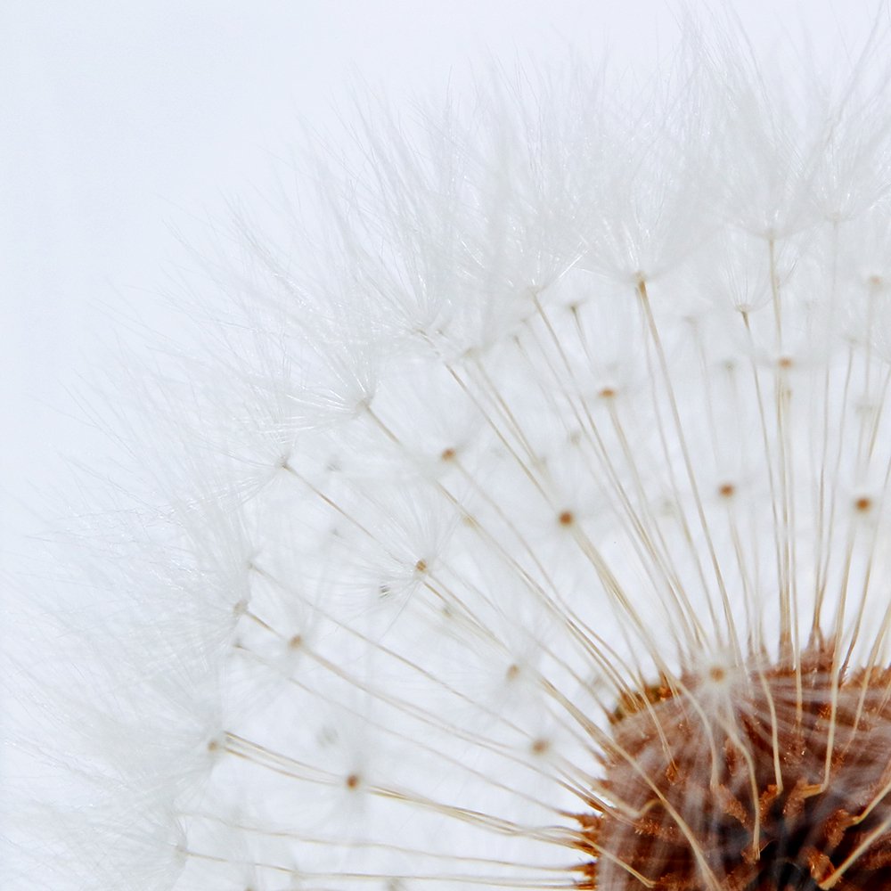 Sola Cube | Dandelion | Made in Kyoto