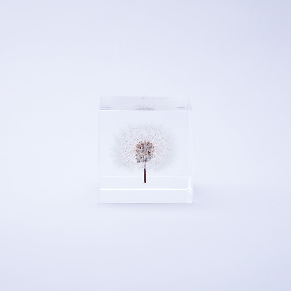 Sola Cube | Dandelion | Made in Kyoto