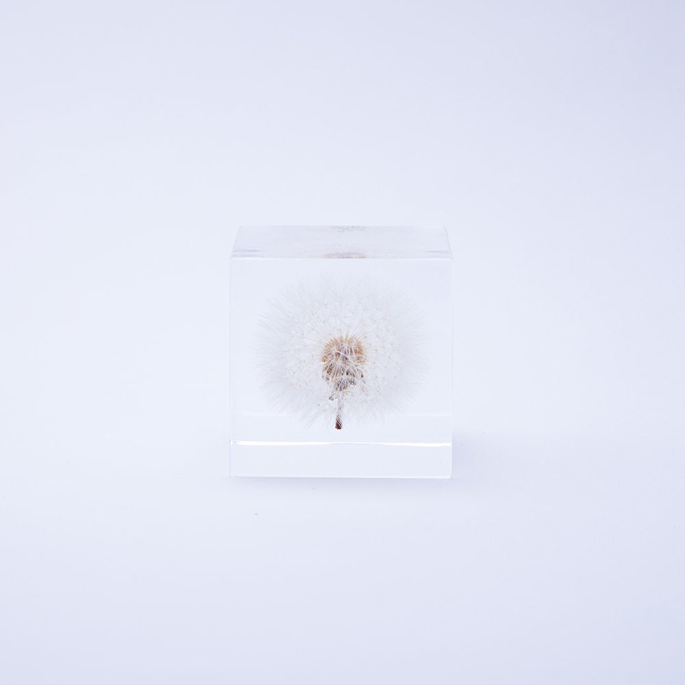 Sola Cube | Dandelion | Made in Kyoto