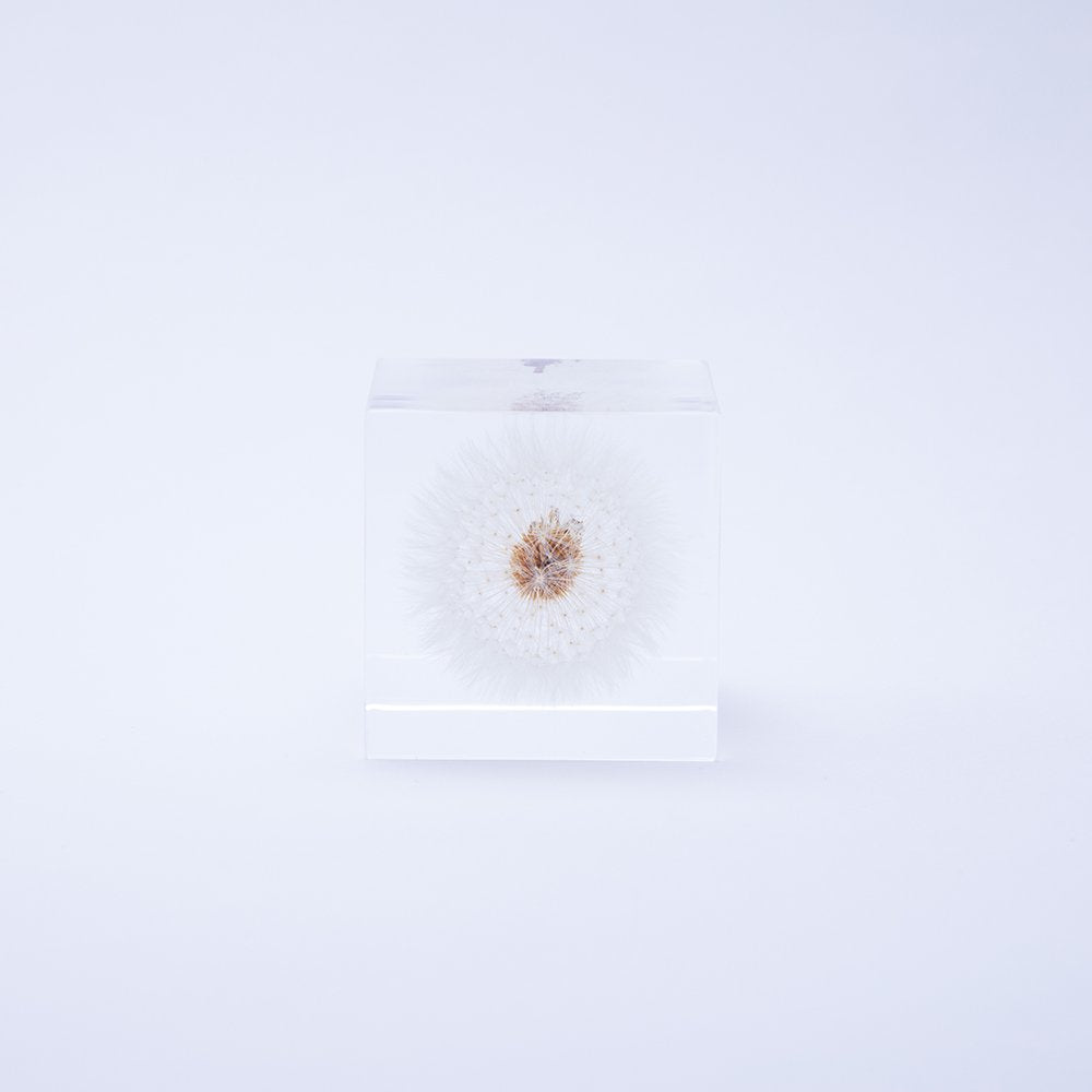 Sola Cube | Dandelion | Made in Kyoto