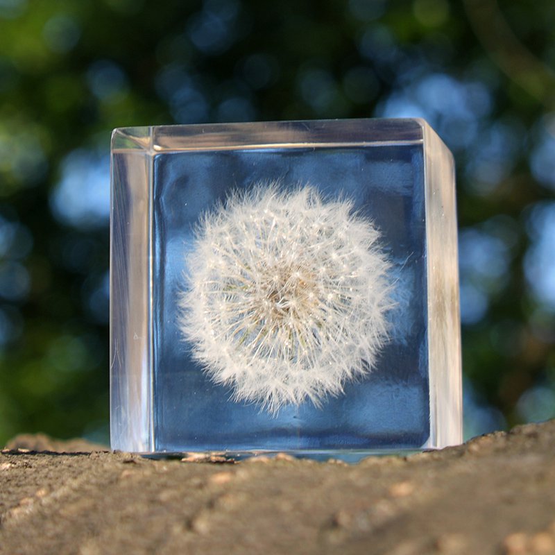 Sola Cube | Dandelion | Made in Kyoto