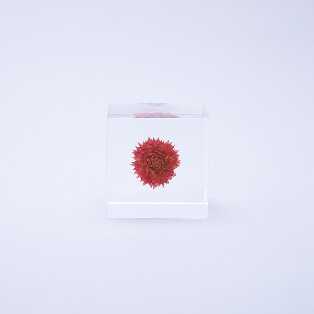 Sola Cube | Globe Amaranth | Made in Kyoto