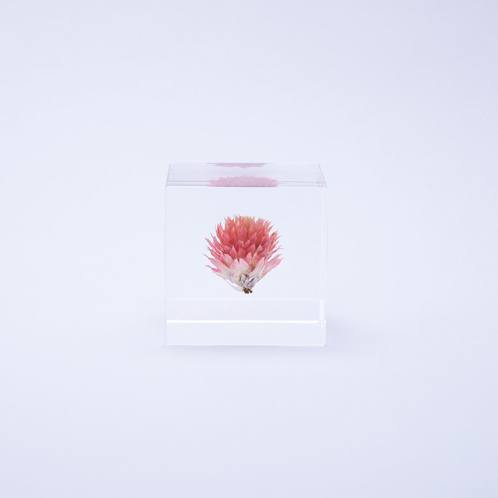 Sola Cube | Globe Amaranth | Made in Kyoto