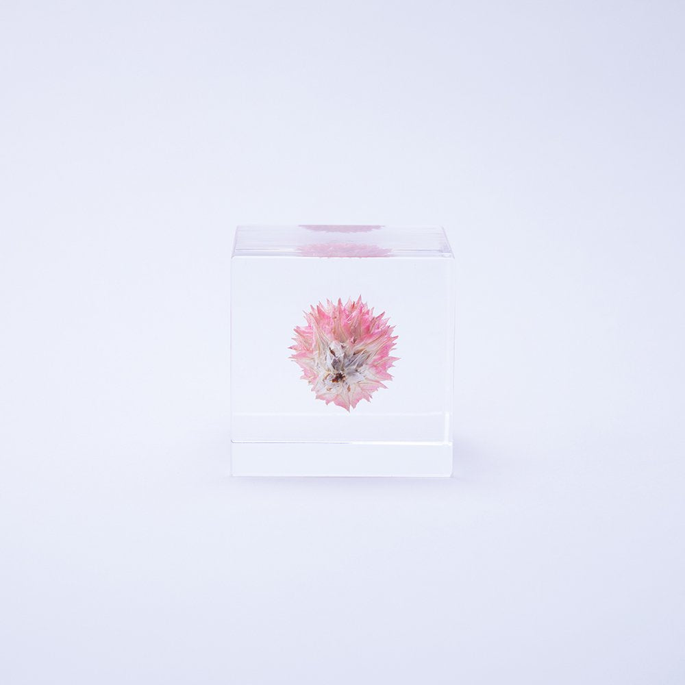 Sola Cube | Globe Amaranth | Made in Kyoto
