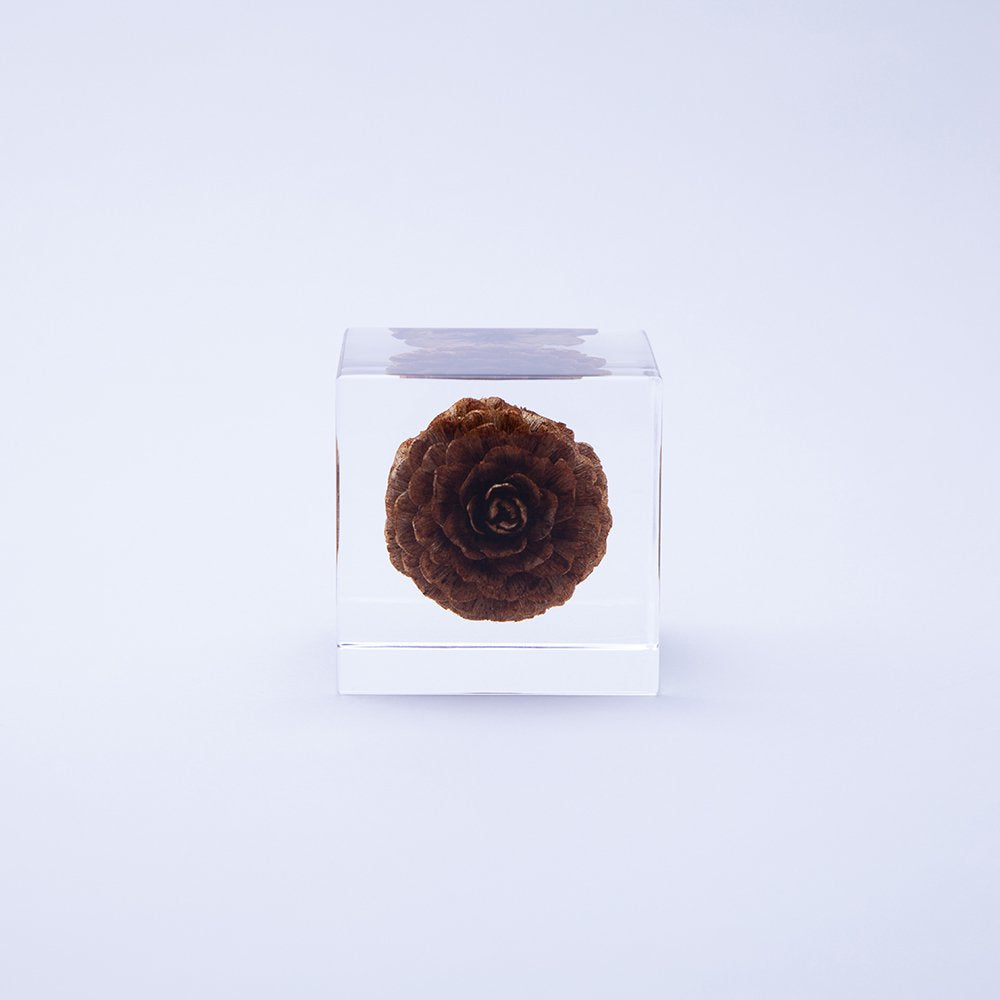Sola Cube | Karamatsu Larch | Made in Kyoto