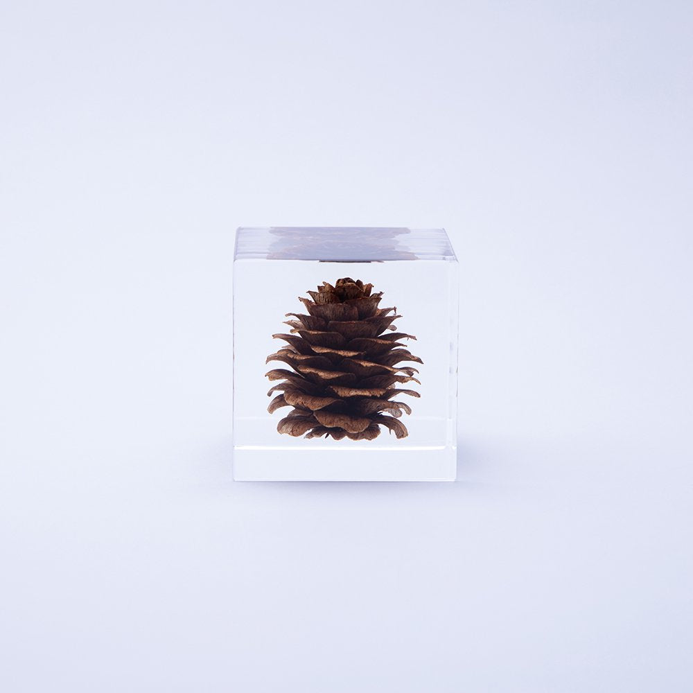 Sola Cube | Karamatsu Larch | Made in Kyoto