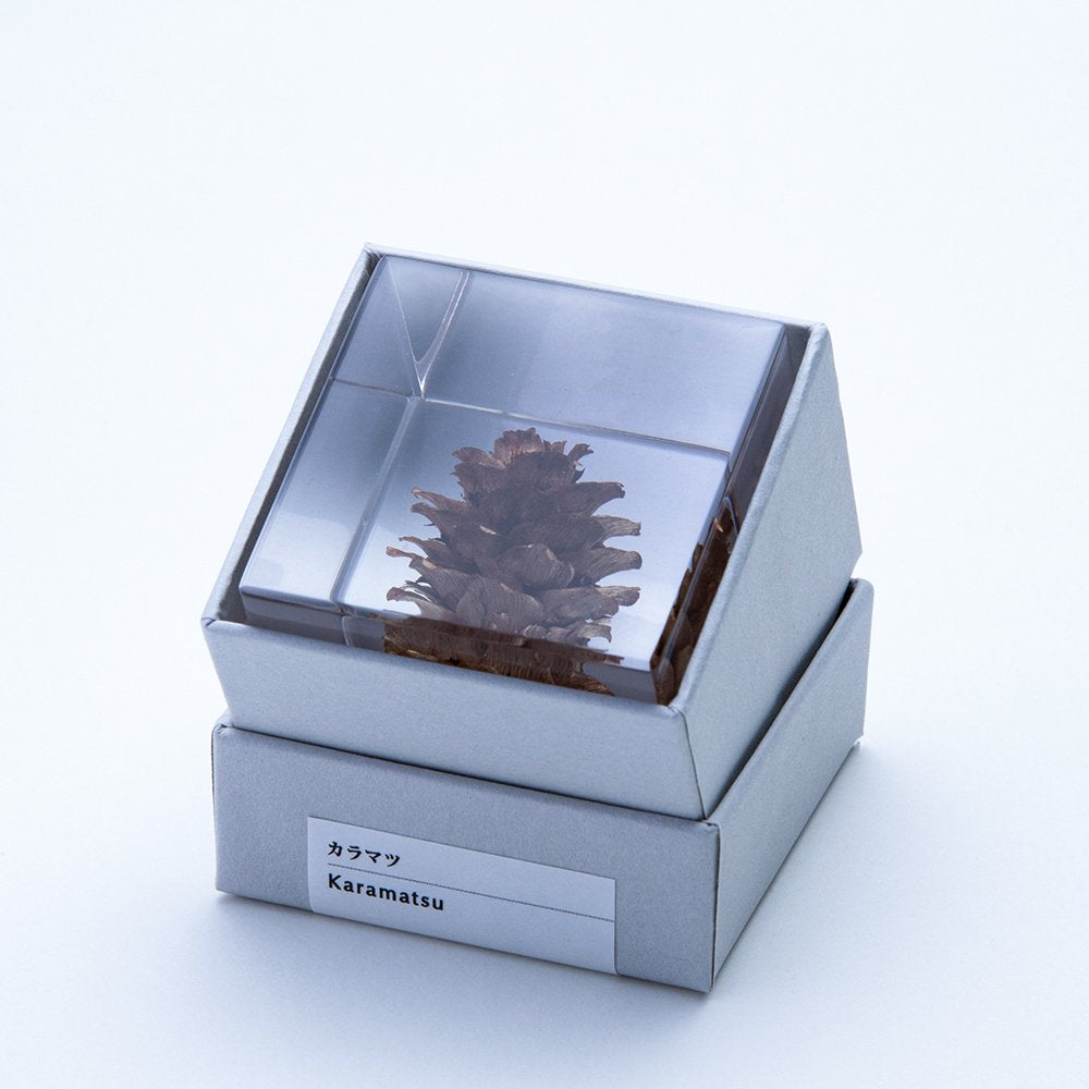 Sola Cube | Karamatsu Larch | Made in Kyoto