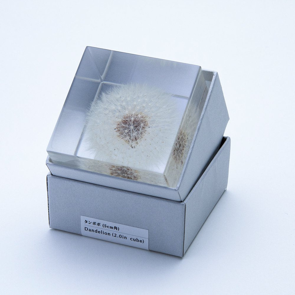 Sola Cube | Dandelion | Made in Kyoto