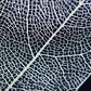 Sola Tile | Leaf Veins | Made in Kyoto