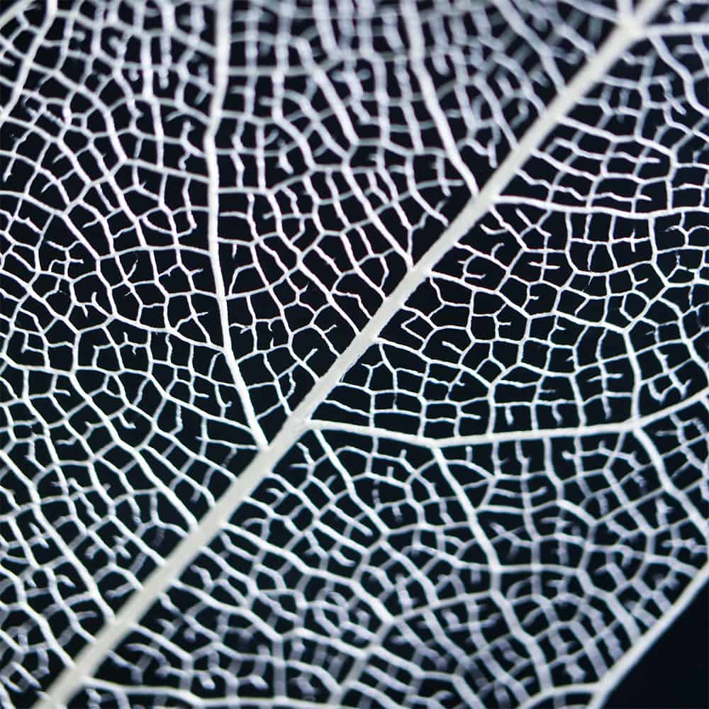 Sola Tile | Leaf Veins | Made in Kyoto