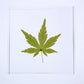 Sola Tile | Japanese Maple | Made in Kyoto