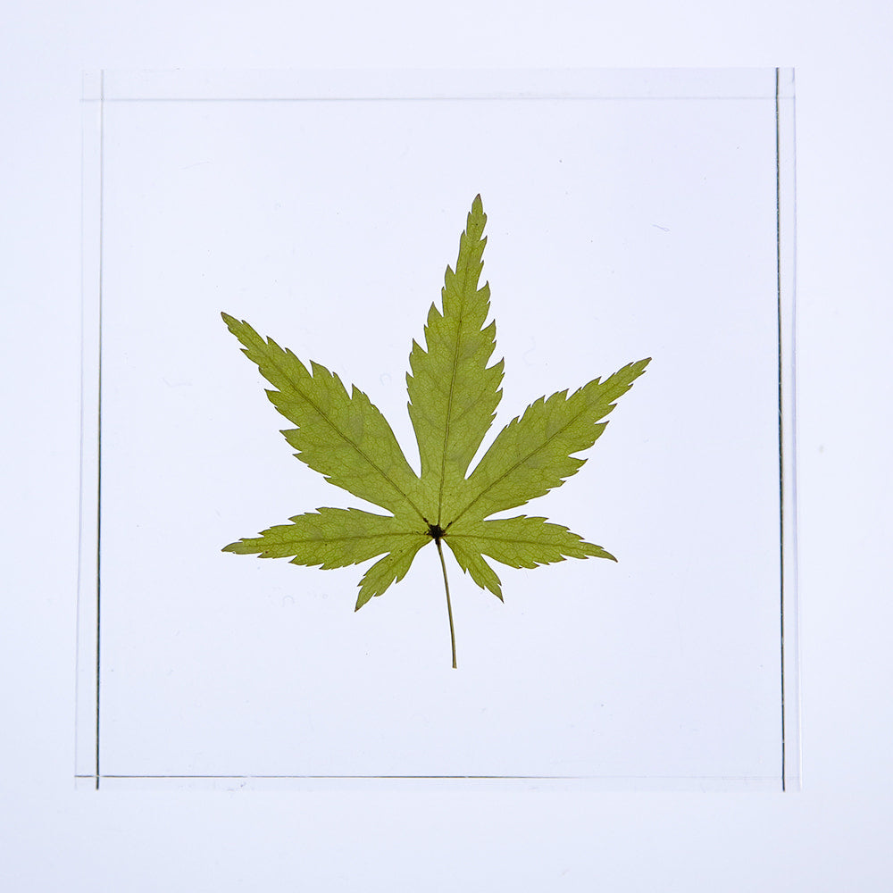 Sola Tile | Japanese Maple | Made in Kyoto