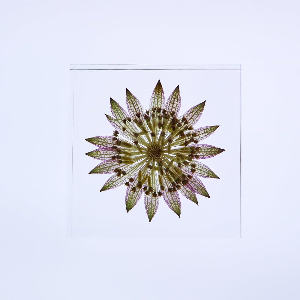 Sola Tile | Astrantia | Made in Kyoto