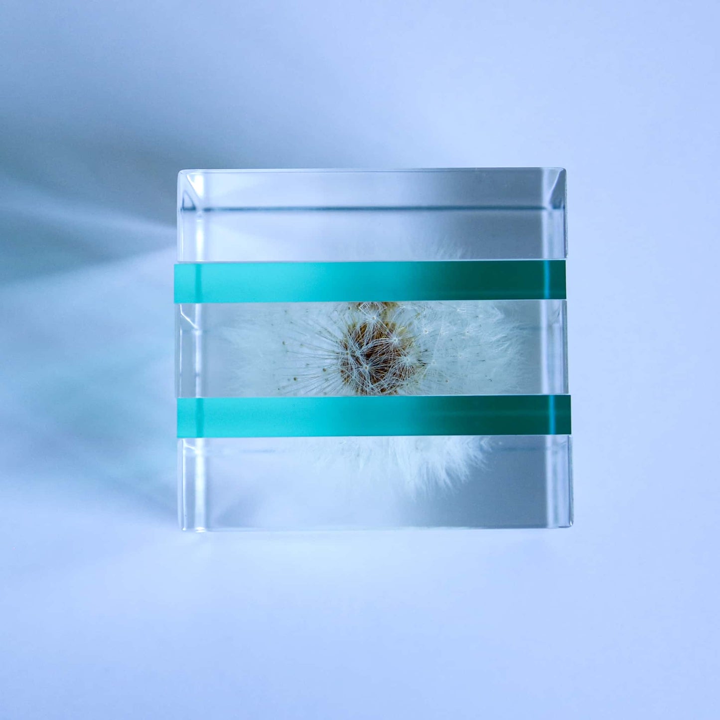 Sola Cube Slice | Dandelion | Made in Kyoto