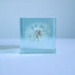 Sola Cube Slice | Dandelion | Made in Kyoto